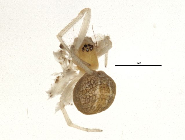 File:Theridion submissum.jpg