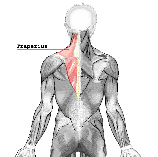 File:Trapezius.png