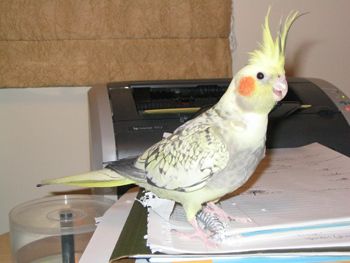 File:TripleMutationCockatiel.jpg