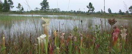 File:YellowRiverMarshPreserveStatePark.jpg