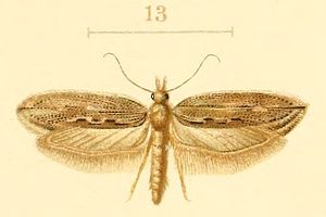 File:Ypsolopha kristalleniae.jpg