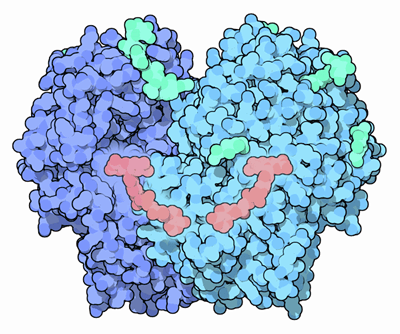 File:077-GlucoseOxidase-1gpe-composite.png