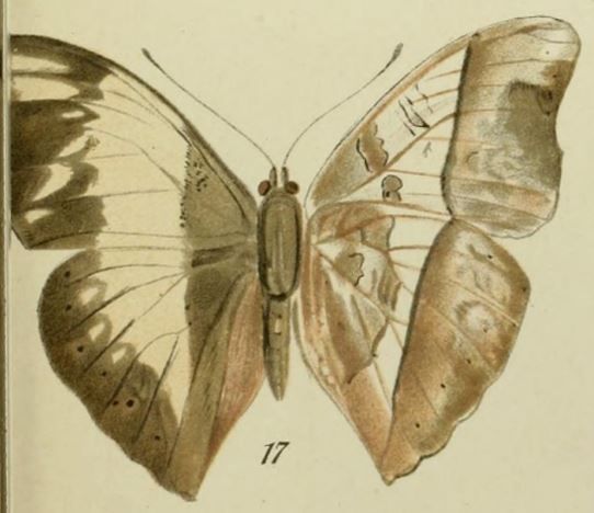 File:17-Cymothoe zenkeri Richelmann, 1913 (Cymothoe stetteni).JPG