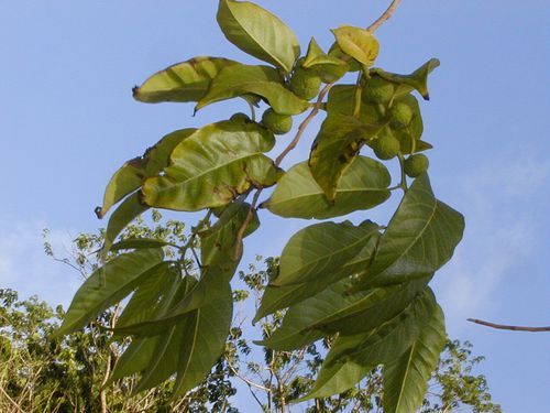 File:Allaeanthus greveanus.jpg