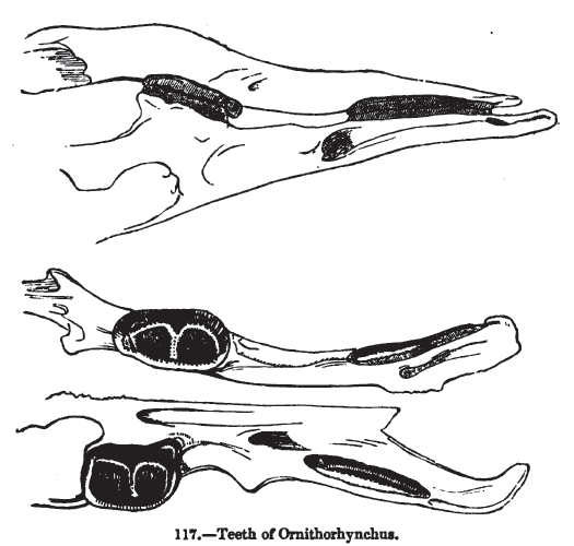 File:Animaldentition ornithoryncusanatinus.png