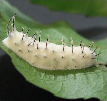 File:Beauveria bassiana en larva de Ithominae (Lepidoptera).jpg