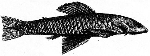 File:Chaetostoma Loborhynchos Tschudi side.jpg