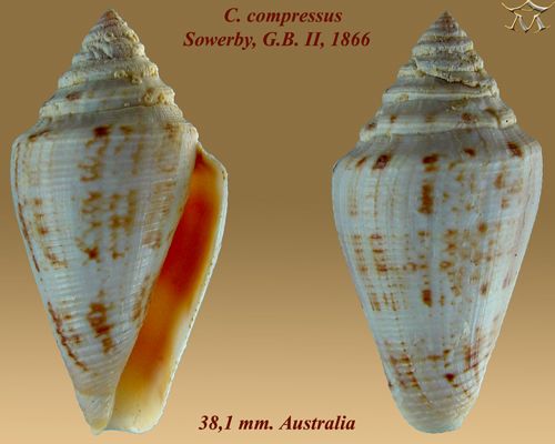 File:Conus compressus 2.jpg