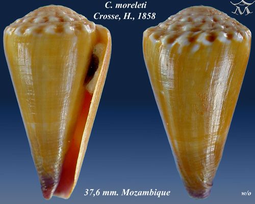 File:Conus moreleti 1.jpg