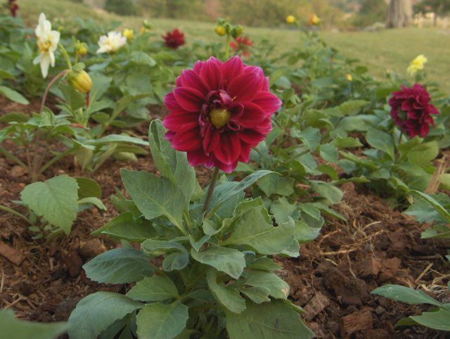 File:Dahlia-1-KayEss-2.jpeg