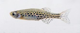 File:Danio tinwini.jpg