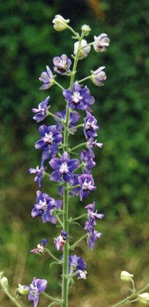 File:Delphinium staphisagria 2.jpg