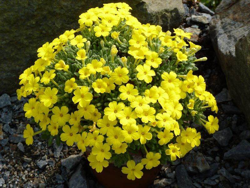 File:Dionysia aretioides 'Bevere' 2.JPG