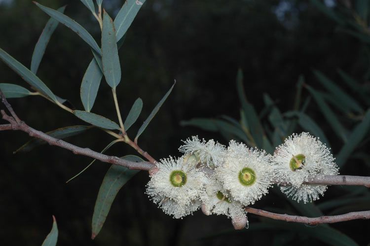 File:Eucalyptus deuaensis flowers.jpg