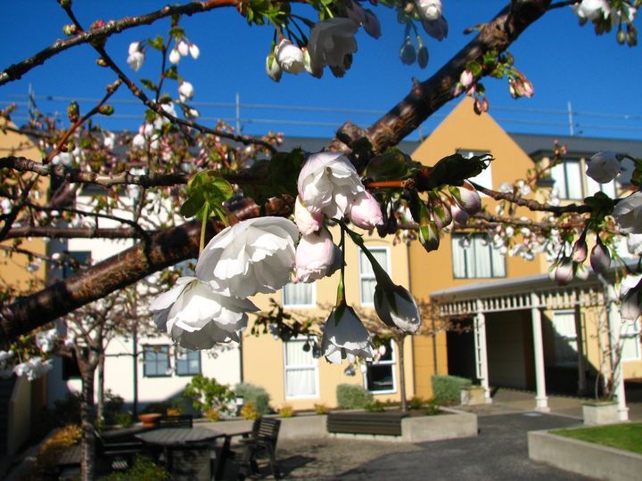 File:Flowering cherries.jpg