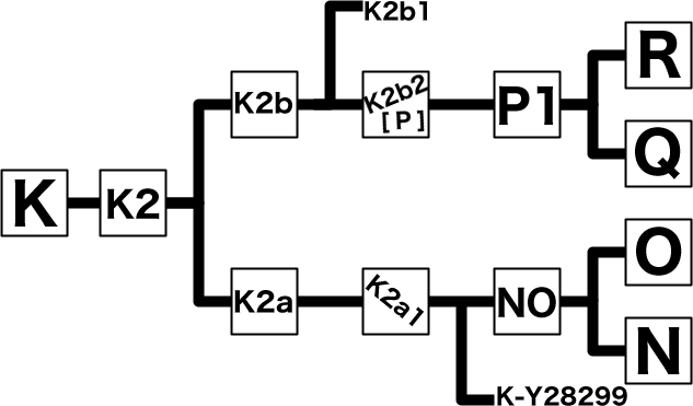 File:Haplogroup K of Ydna haplotree.png