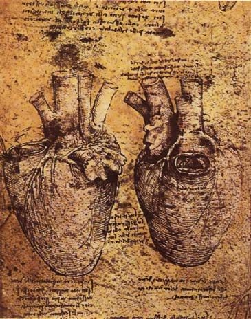 File:Heart and blood vessels by da Vinci.jpg