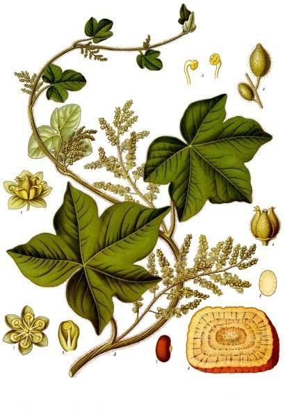 File:Jateorhiza palmata - Köhler–s Medizinal-Pflanzen-080.jpg