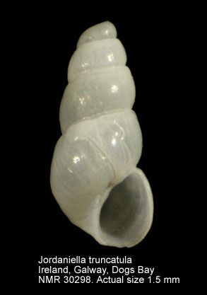 File:Jordaniella truncatula.jpg