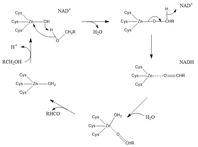 File:LADH mechanism.jpg