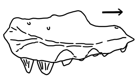 File:Lamarquesaurus maxilla.png