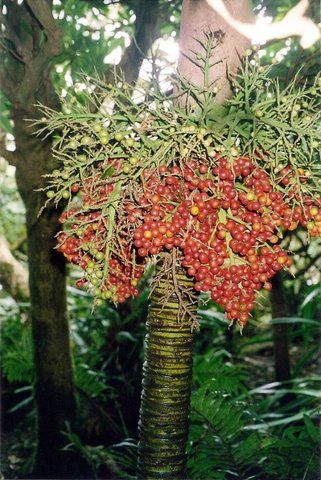 File:Lepidorrhachis mooreana LHI fruiting.jpg