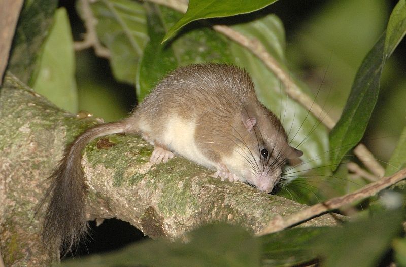 File:Malabar spiny dormouse.jpg