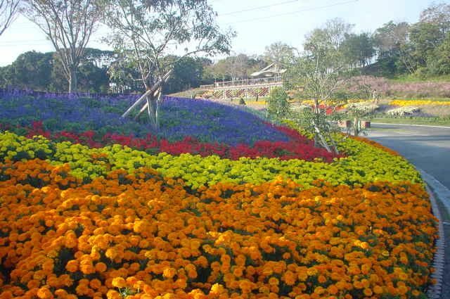 File:Marigold bed at Green Park Wakamatsu.jpg