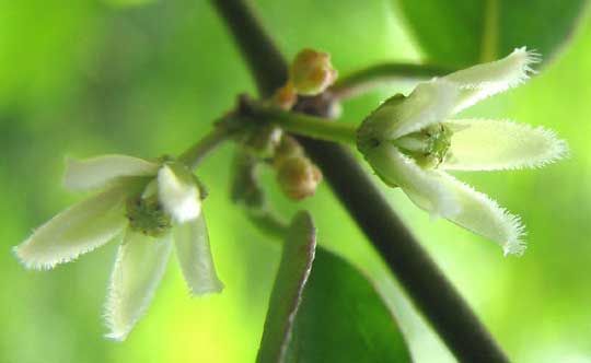 File:Metastelma schlechtendalii-flower.jpg