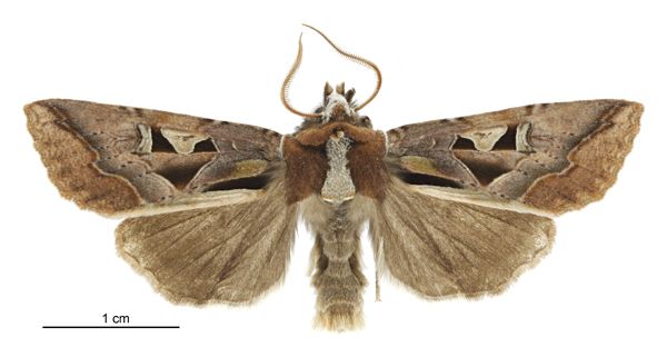 File:Meterana grandiosa male.jpg