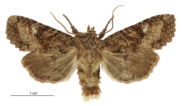 File:Meterana praesignis male.jpg