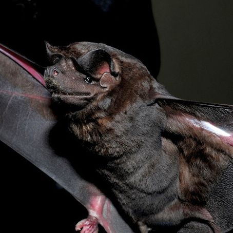 File:Molossus rufus Bat species (10.3897-zoologia.37.e36514) Figures 32–41.jpg