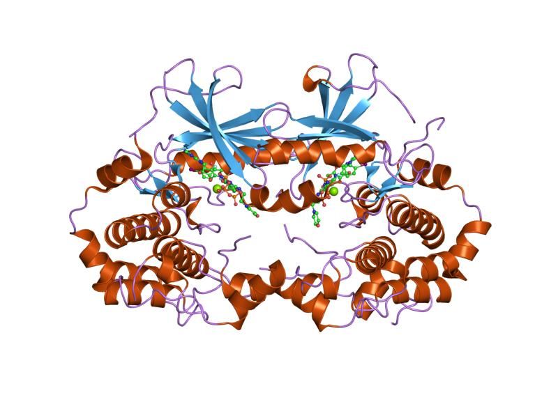 File:PDB 1s9i EBI.jpg