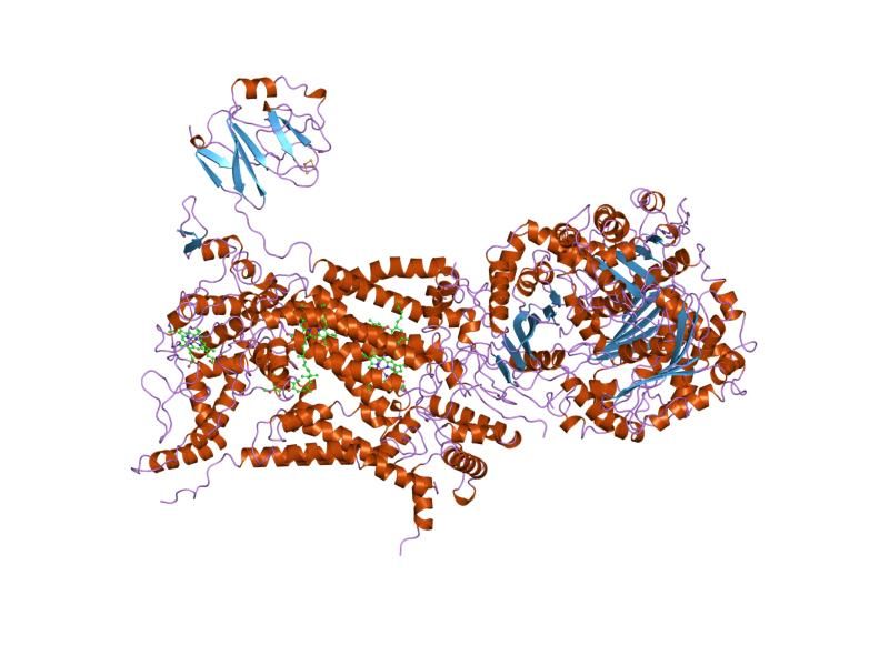 File:PDB 3bcc EBI.jpg