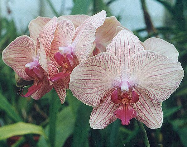 File:Phalaenopsis-Nivacolor.jpg