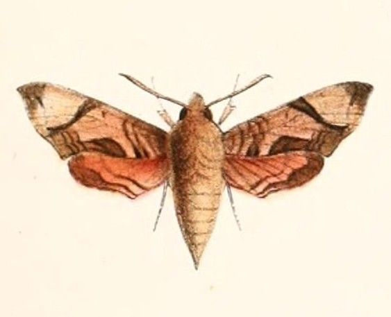 File:Temnora inornatum 1894.jpg