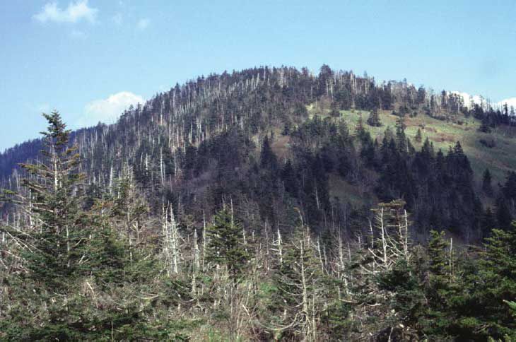 File:Abies fraseri0.jpg