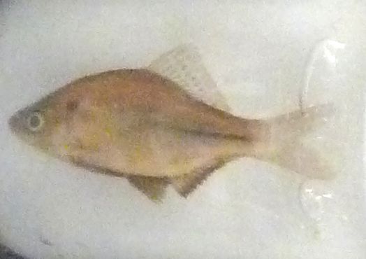 File:Acheilognathus tabira tabira specimen.jpg