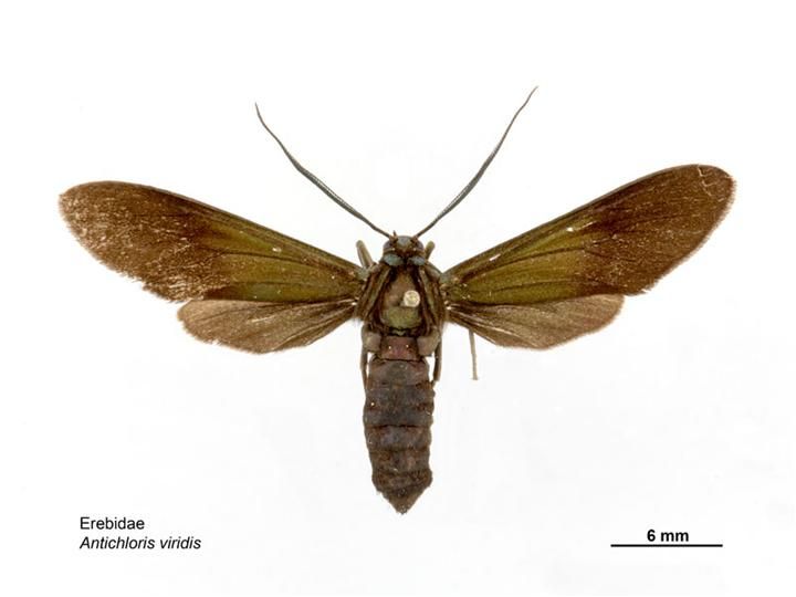 File:Antichloris viridis dorsal.jpg