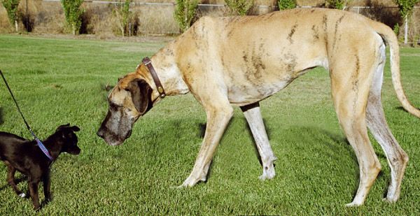 File:Big and little dog.jpg