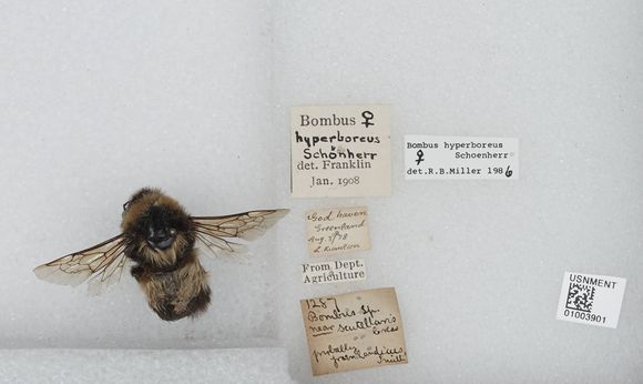 File:Bombus Hyperboreus.jpg