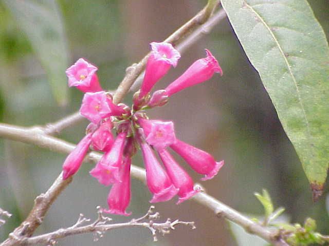 File:Cestrum elegans0.jpg