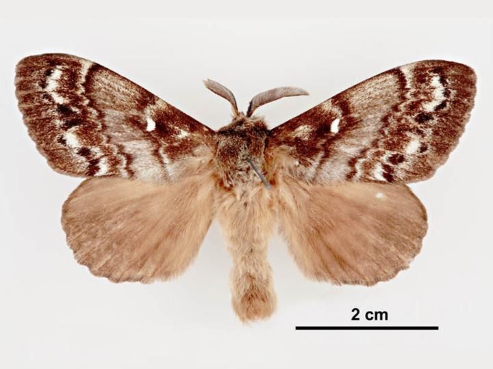 File:Dendrolimus superans sibirica male dorsal.jpg