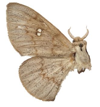 File:Eadmuna paloa female.jpg