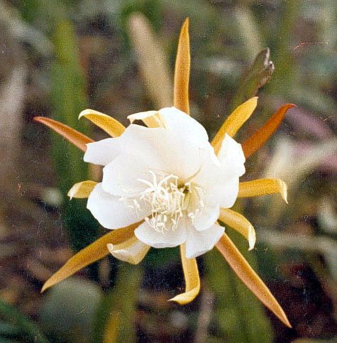 File:Epiphyllum laui2LAU.jpg