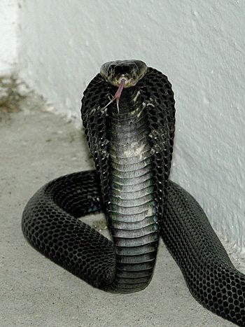 File:Equatrorial-spitting-cobra 001.jpg