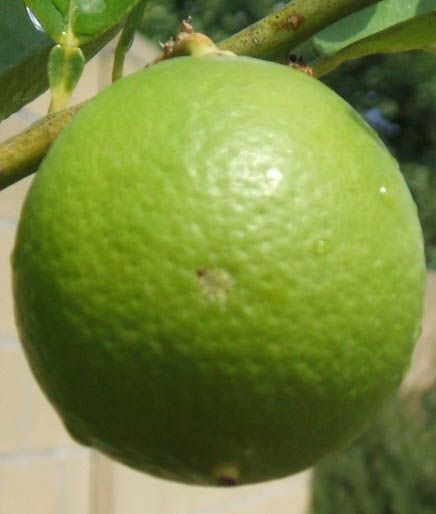 File:Key lime.jpg