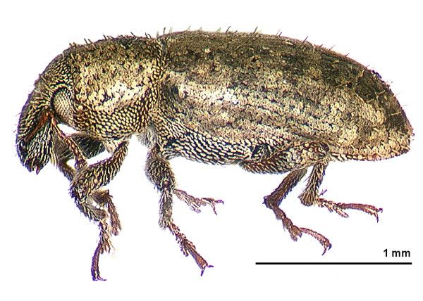 File:Listronotus bonariensis lateral.jpg