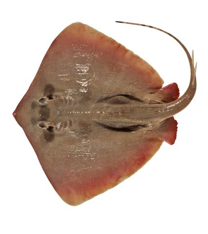 File:Neotrygon annotata csiro-nfc.jpg