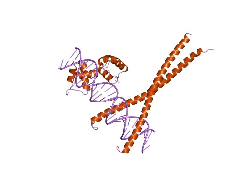 File:PDB 1h8a EBI.jpg